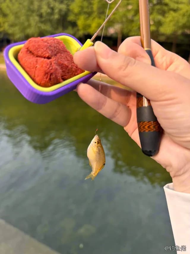 大鳍鱊钓获 上海市 0.01kg