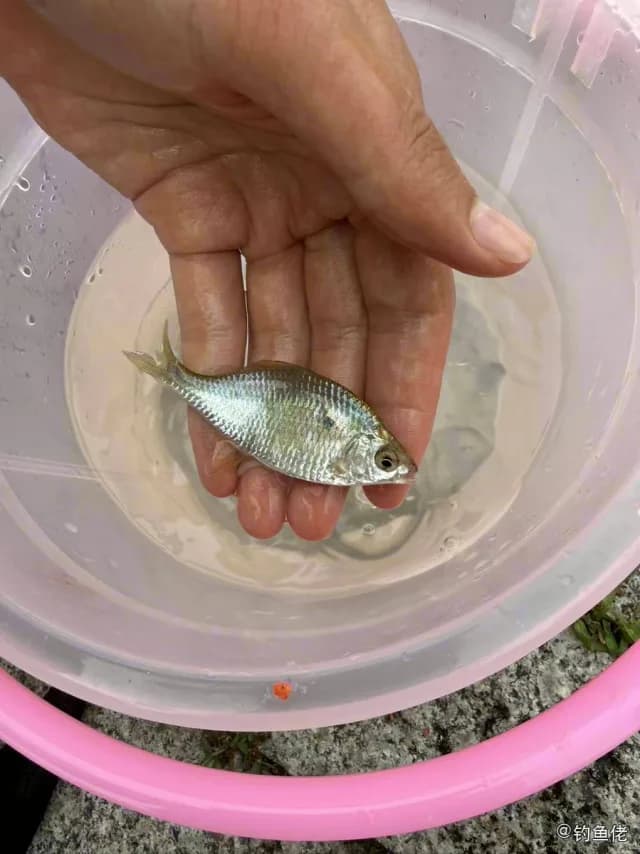 大鳍鱊钓获 温州市 0.02kg