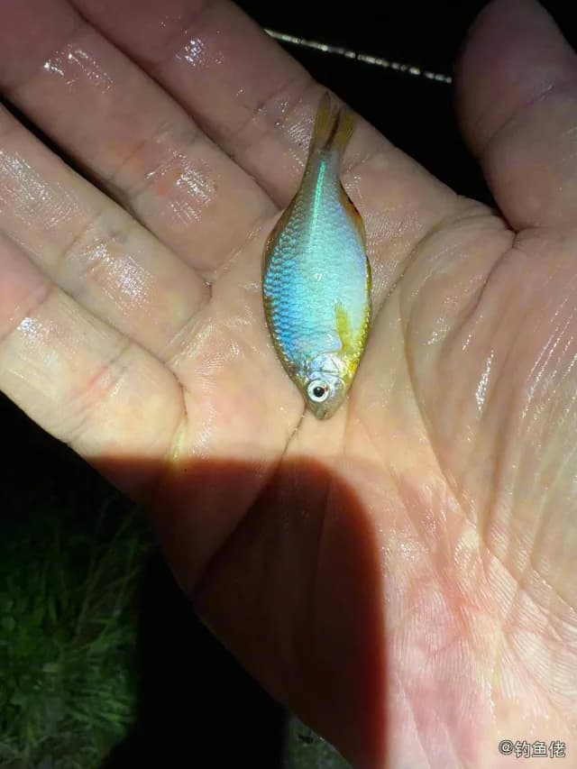 大鳍鱊钓获 杭州市 0.05kg