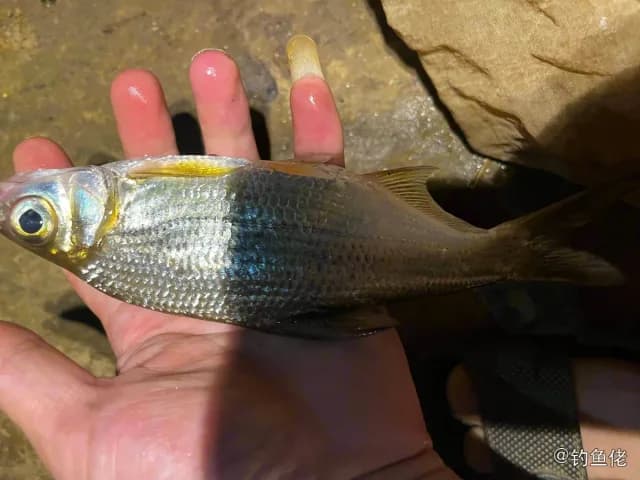 大眼华鳊钓获 三明市 0.24kg