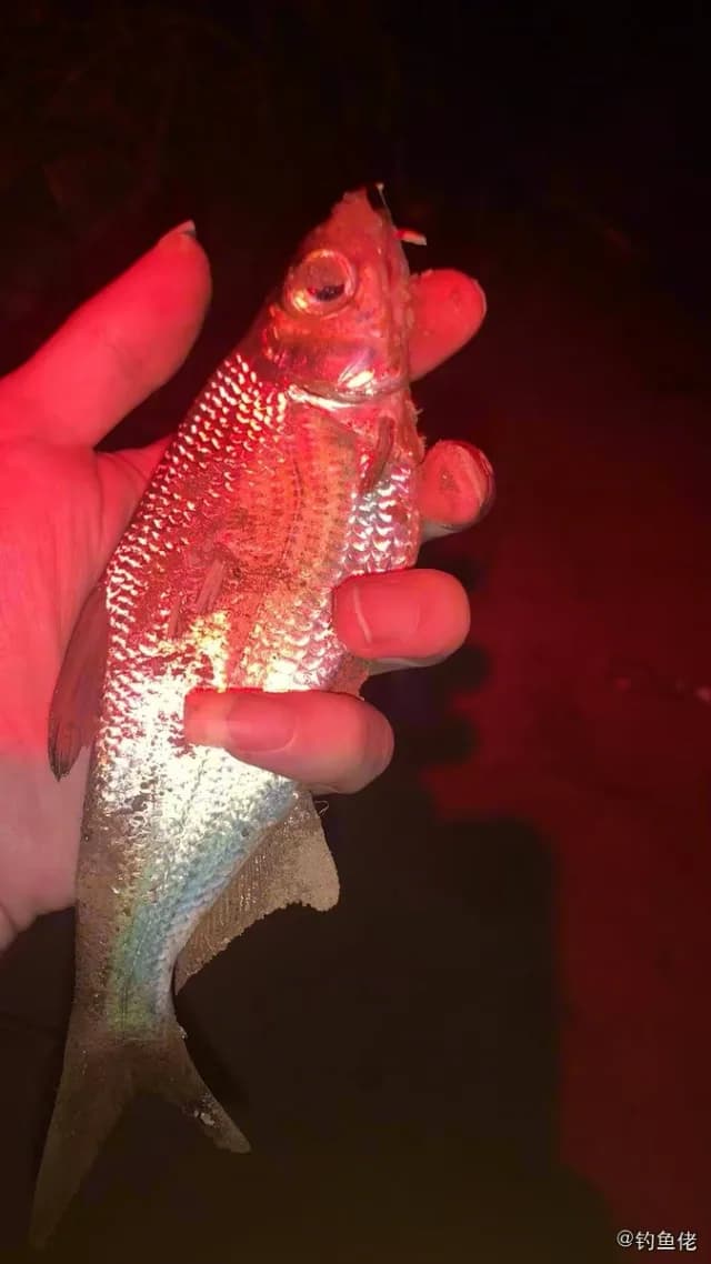 大眼华鳊钓获 三明市 0.24kg