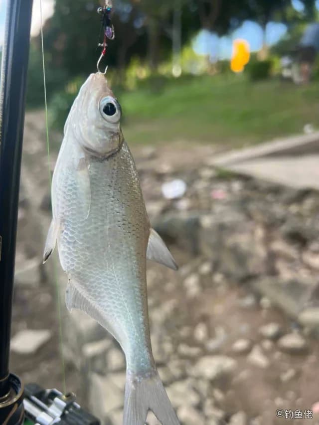 大眼华鳊钓获 广州市 0.24kg