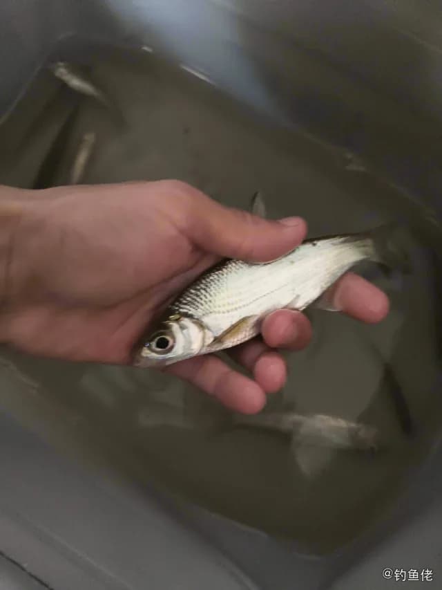大眼华鳊钓获 鹰潭市 0.1kg