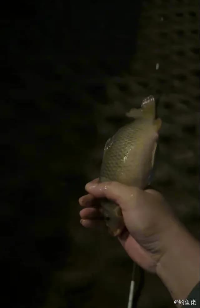 带尾美鳍鱼钓获 佛山市 1.3kg