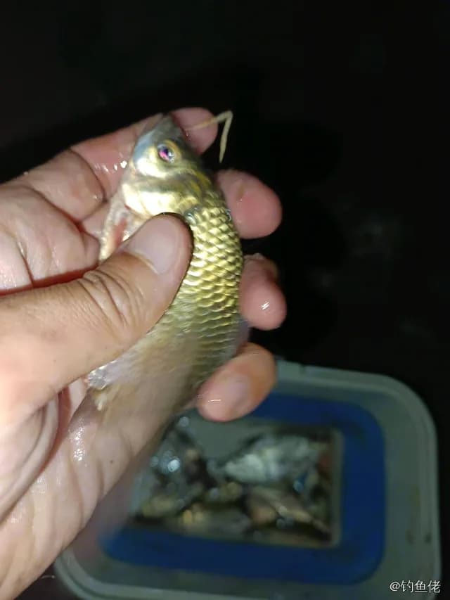 带尾美鳍鱼钓获 衡水市 0.1kg