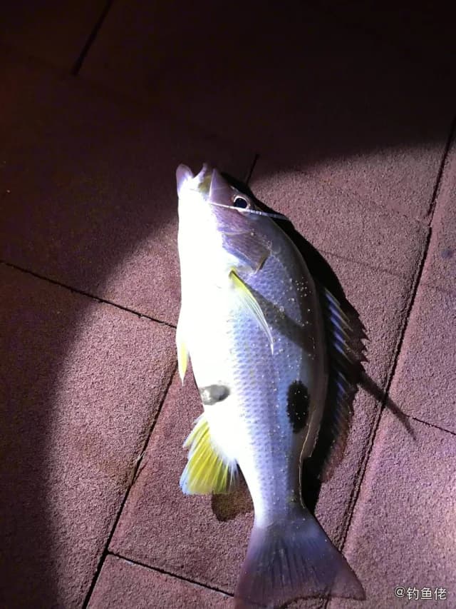 单斑笛鲷钓获 厦门市 