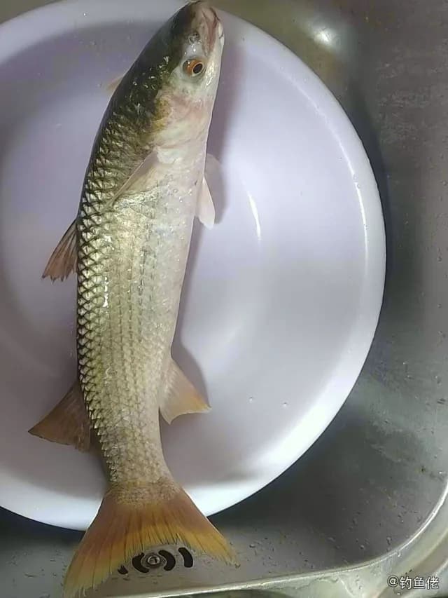 单斑笛鲷钓获 温州市 0.5kg