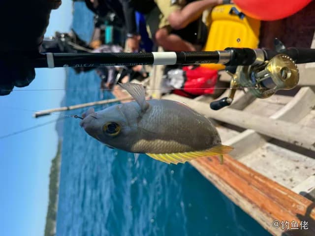 单带眶棘鲈钓获 上海市 0.8kg