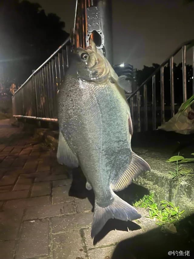 淡水红鲳钓获 广州市 4.5kg
