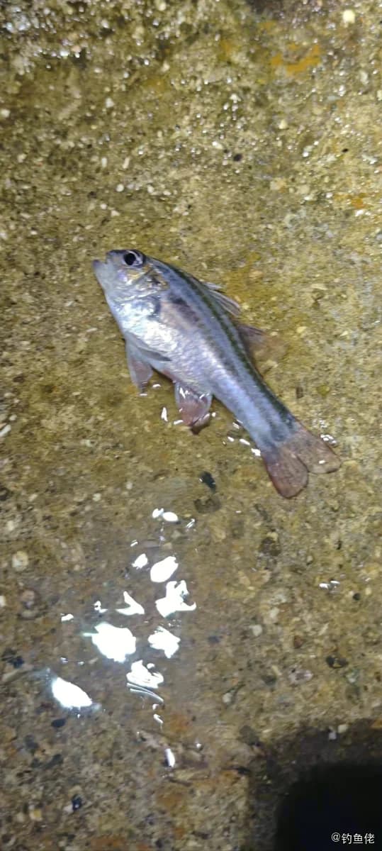 稻氏天竺鲷钓获 香港特别行政区 0.1kg