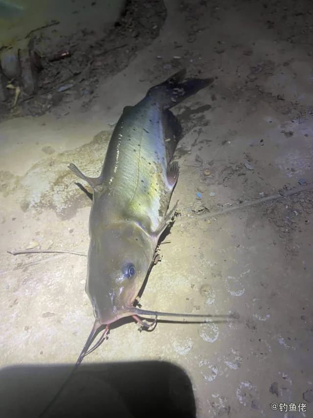 低眼无齿[鱼芒]钓获 石家庄市 3.5kg
