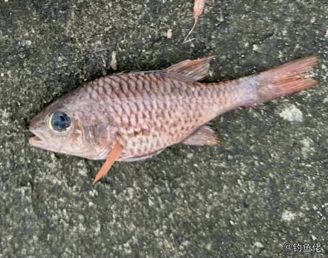 点带棘鳞鱼钓获 衡阳市 0.3kg