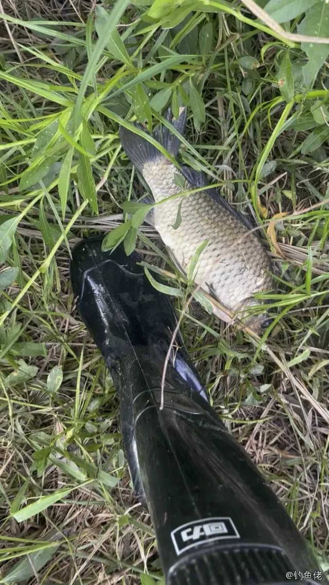 点额丝足鲈钓获 六安市 1kg