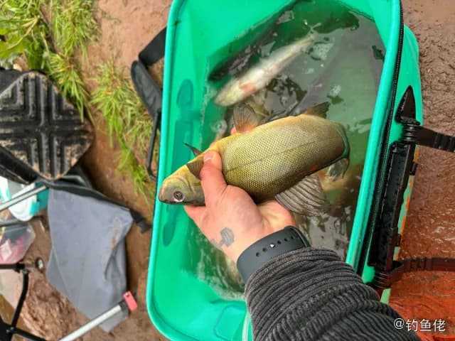 丁鱥钓获 成都市 6kg