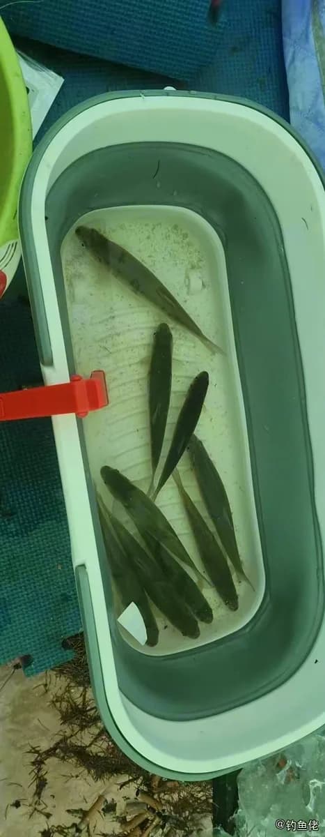 丁鱥钓获 佳木斯市 0.3kg