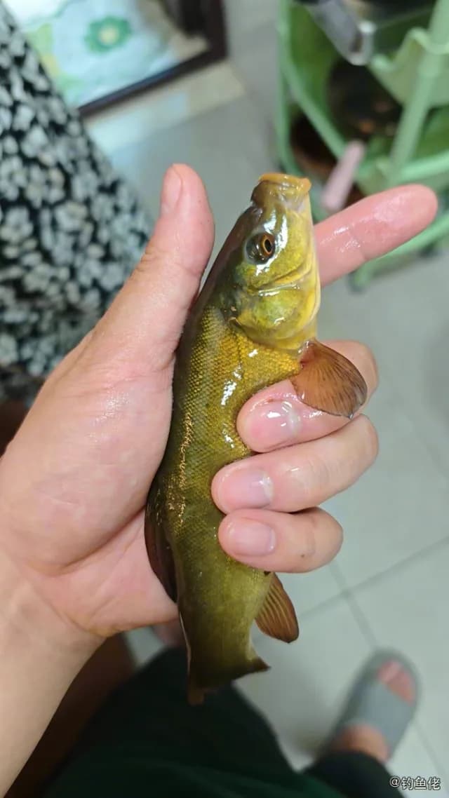 丁鱥钓获 成都市 0.1kg