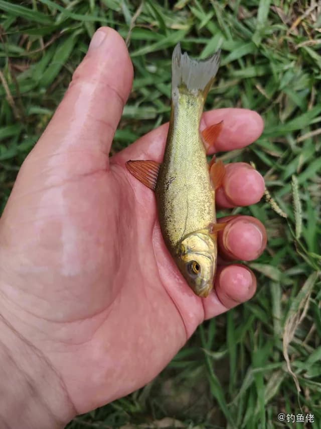 丁鱥钓获 成都市 0.1kg