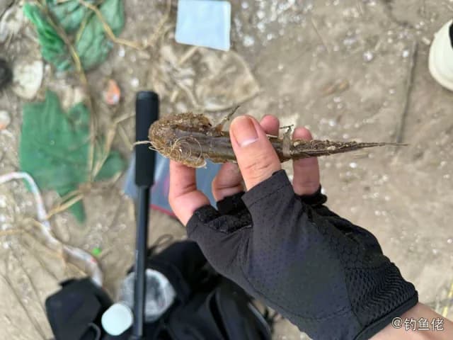 东方豹鲂鮄钓获 秦皇岛市 0.8kg