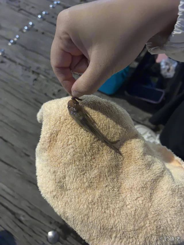 东方豹鲂鮄钓获 太原市 0.2kg