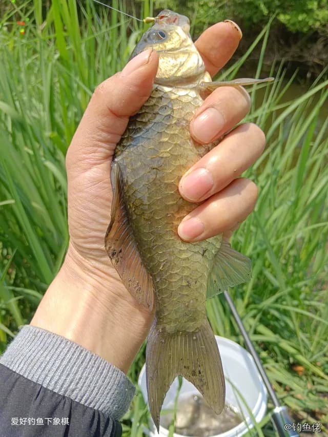 东方墨头鱼钓获 苏州市 0.01kg