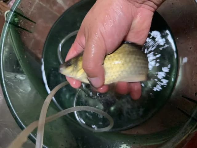 东方墨头鱼钓获 郑州市 0.2kg