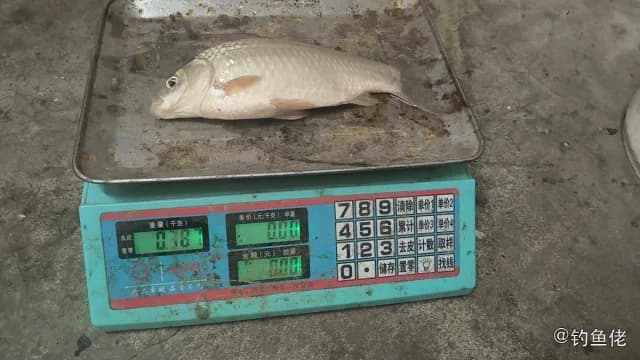 东方欧鳊钓获 无锡市 1.5kg