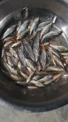 短鳄齿鱼钓获 合肥市 0.1kg