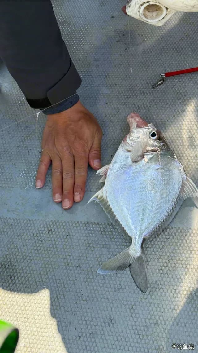 短棘鲾钓获 中华人民共和国 0.8kg