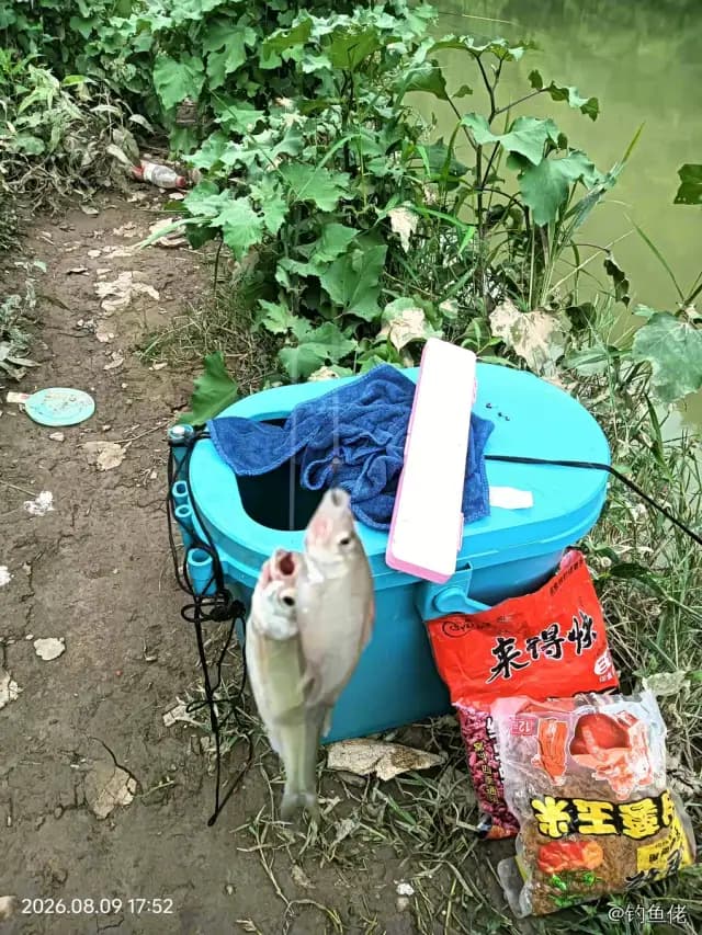 短尾大眼鲷钓获 遵义市 0.15kg