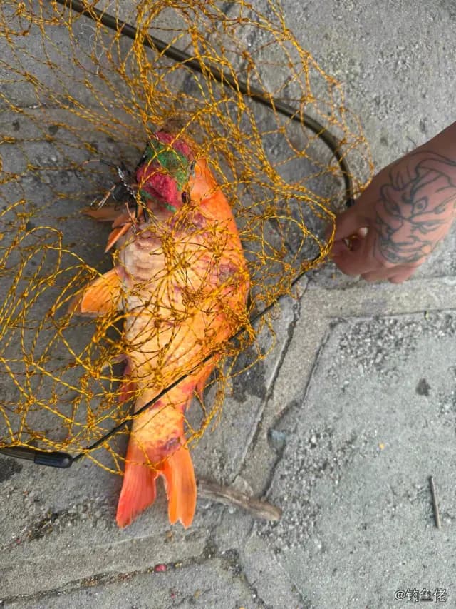 多带副绯鲤钓获 汕头市 0.1kg