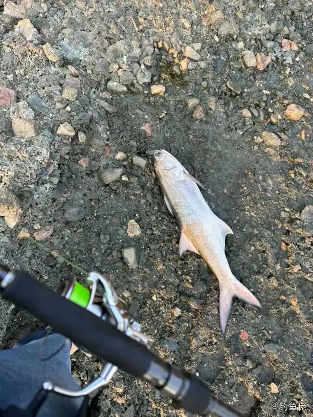 多鳞四指马鲅钓获 深圳市 4kg