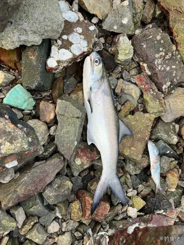多鳞四指马鲅钓获 厦门市 5.6kg