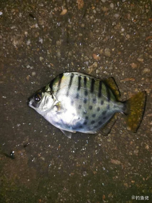 多纹钱蝶鱼钓获 湛江市 0.3kg
