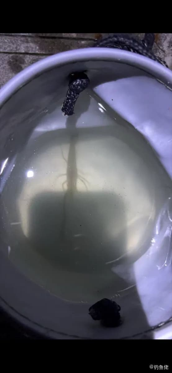 多须拟矛尾虾虎鱼钓获 上海市 1kg