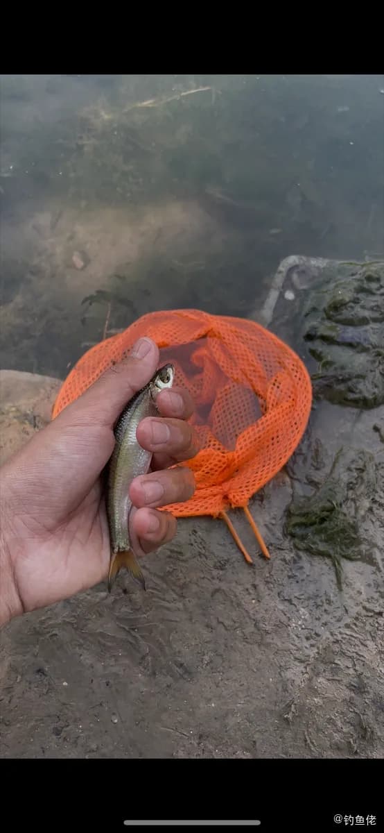 凡氏下银汉鱼钓获 郑州市 0.1kg