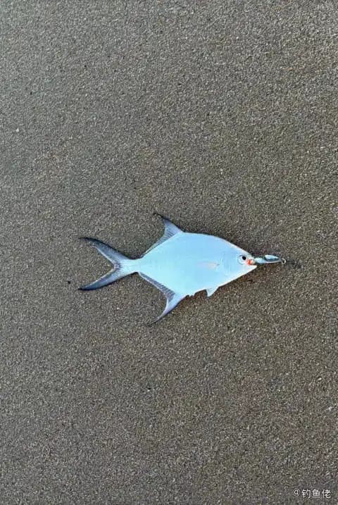 斐氏鲳鲹钓获 上海市 0.5kg
