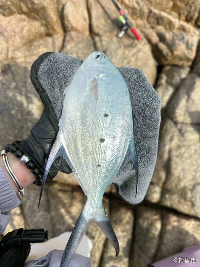 斐氏鲳鲹钓获 深圳市 0.9kg