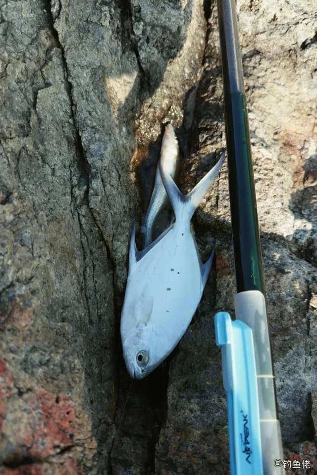 斐氏鲳鲹钓获 香港特别行政区 0.5kg