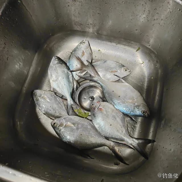 斐氏鲳鲹钓获 汕尾市 0.3kg
