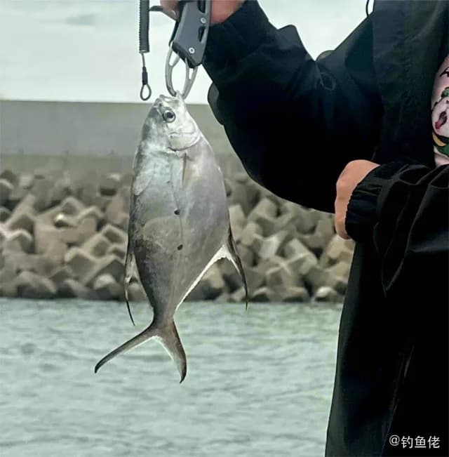 斐氏鲳鲹钓获 南通市 4kg