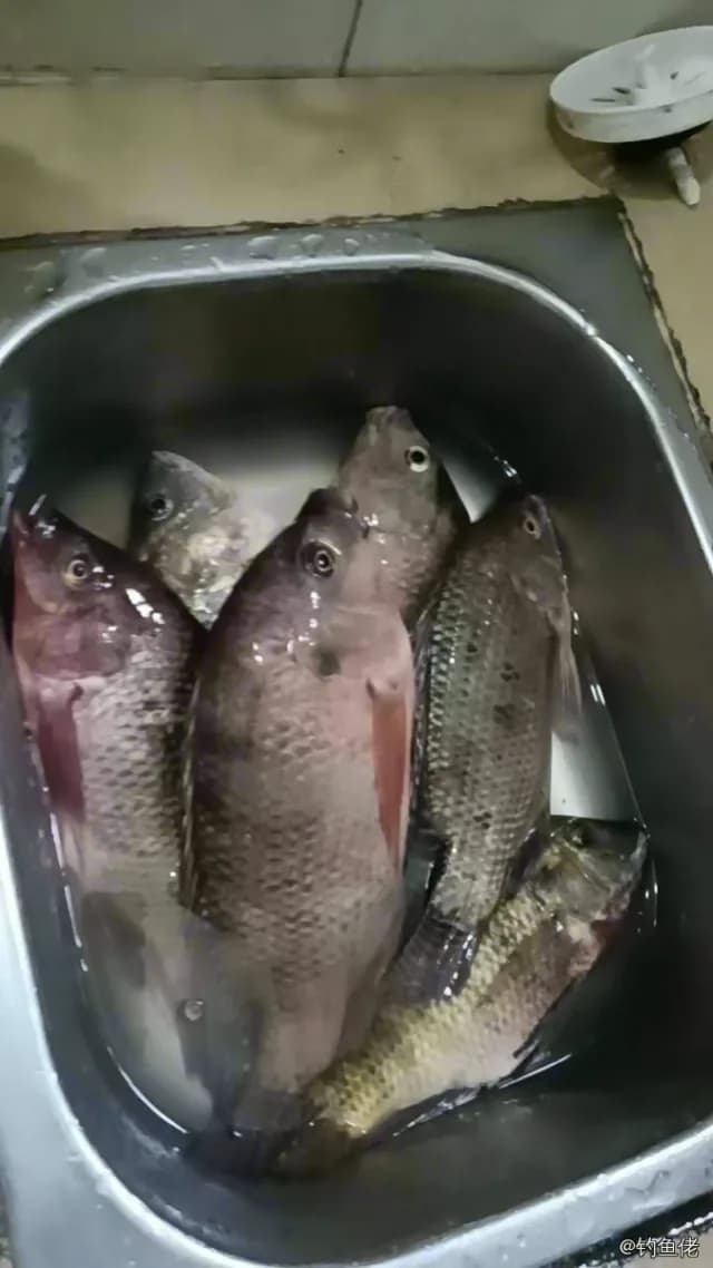 粉红副尼丽鱼钓获 珠海市 1.6kg