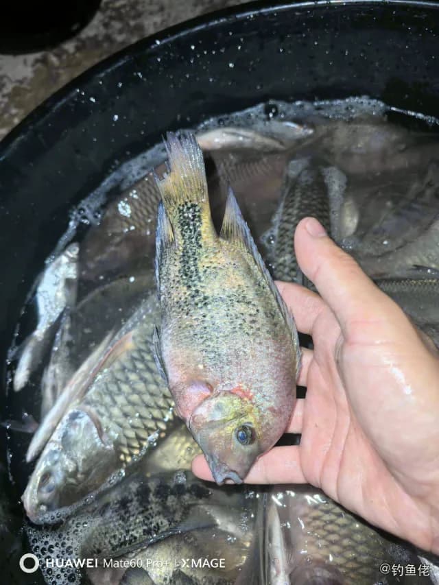 粉红副尼丽鱼钓获 珠海市 0.3kg