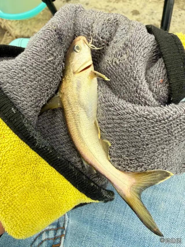 凤鲚钓获 东莞市 0.02kg