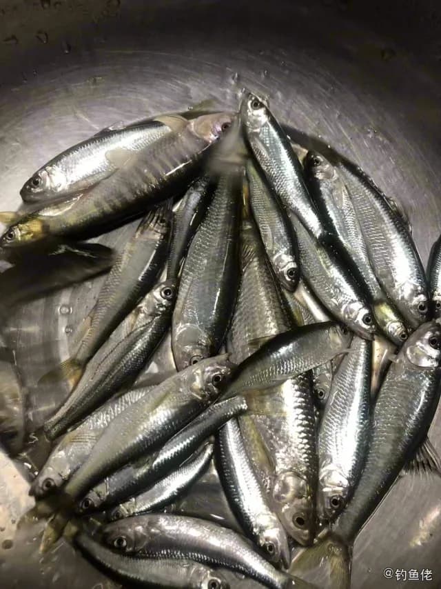 凤鲚钓获 成都市 0.04kg