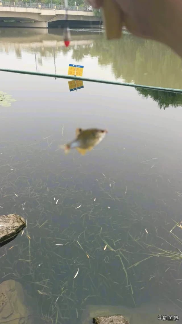 高体鳑鲏钓获 上海市 