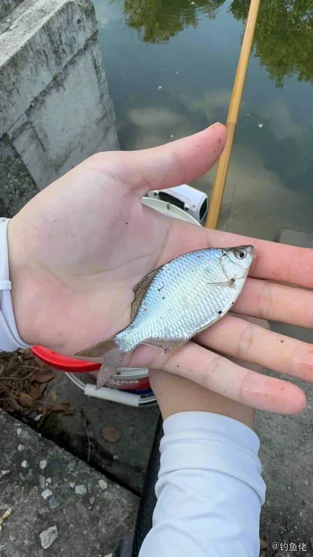 高体鳑鲏钓获 苏州市 0.08kg