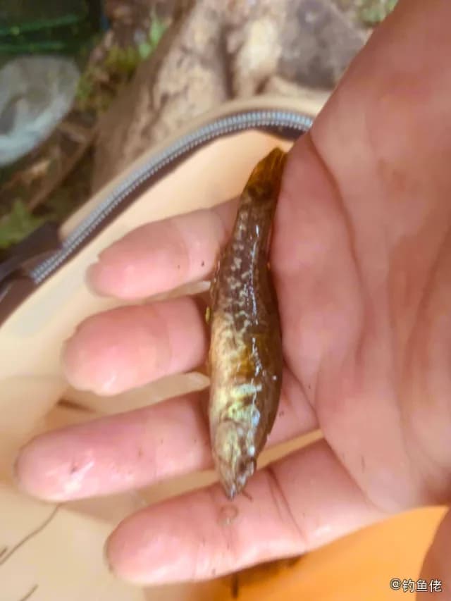 葛氏鲈塘鳢钓获 长春市 0.24kg