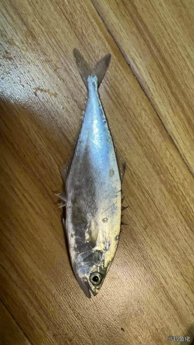 革似鲹钓获 厦门市 0.5kg