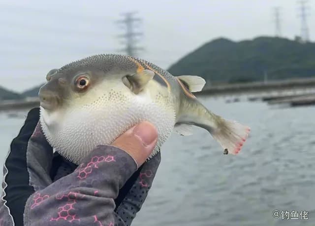 弓斑多纪鲀钓获 泉州市 0.8kg