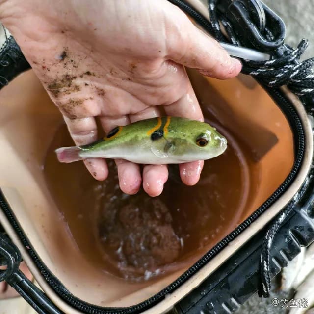 弓斑多纪鲀钓获 广州市 0.8kg